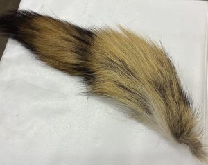 Coyote Tails