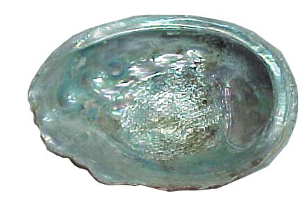 abalone shell