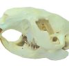 beaver skull