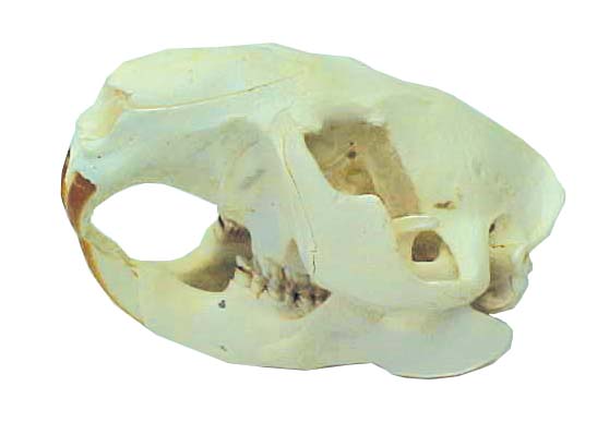 beaver skull