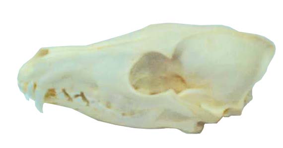 coyote skull