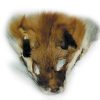 fox face