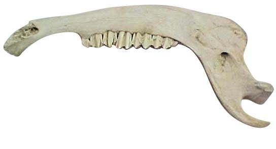 jaw bone