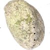 paua shell2 copy