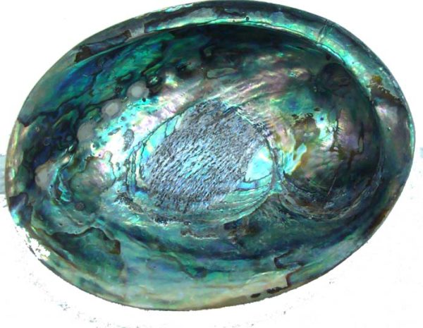 polished ashell inside