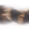 raccoon tail