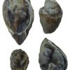 Fossil Druzy
