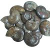 Red Opalized Ammonite 3 5cm