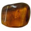 amber fossil cab2