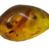 amber fossil cab4