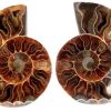 ammonite 1