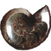 ammonite ashtray2_clipped_rev_1
