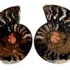 ammonite black 1