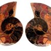 ammonite black 2_clipped_rev_1 (2)
