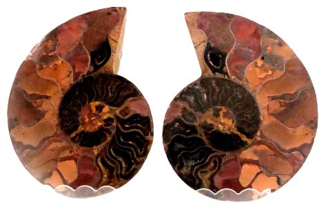 ammonite black 2_clipped_rev_1 (2)