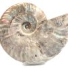 ammonite blue_clipped_rev_1_1