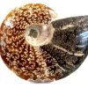 ammonite polished 1_clipped_rev_1_1
