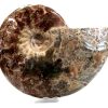 ammonite polished 2_clipped_rev_1_1
