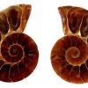ammonite small_clipped_rev_1 (2)