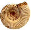 ammonite white ribbed_clipped_rev_1_1