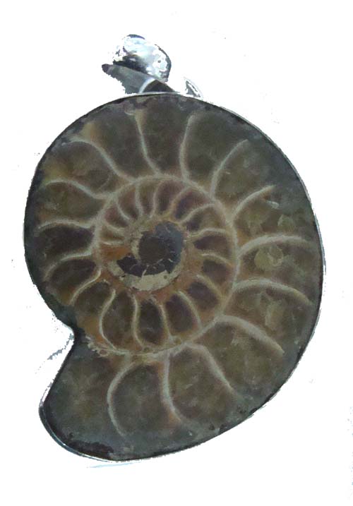 ammonite