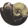ammonite1