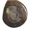 ammonite2