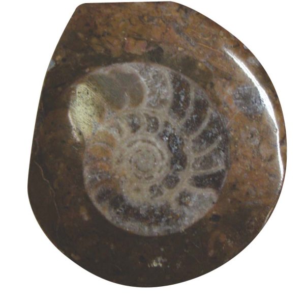 ammonite2