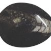 ammonite3