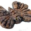 butterfly_1