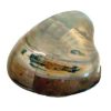 clam 2_clipped_rev_1_1