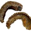 clam biting_clipped_rev_1_1