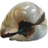 clam_clipped_rev_1_1