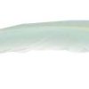 feather black tip
