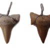 shark teeth large