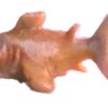 shark_clipped_rev_1