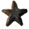 starfish