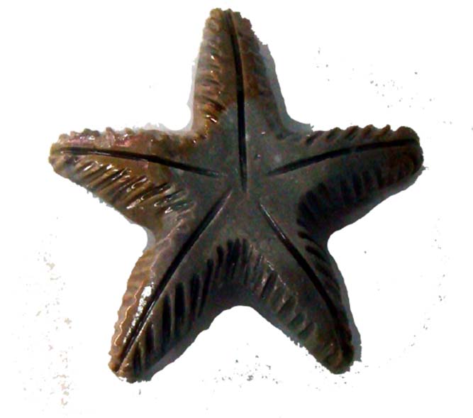 starfish