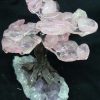 tree rose