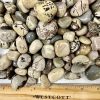 dendritic agate tstone
