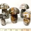 orbicular mushroom 25