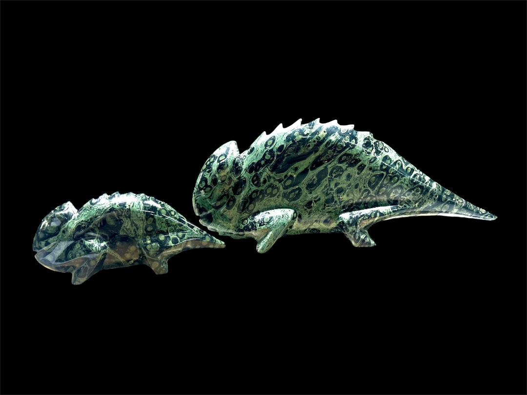 kambaba chameleon