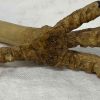 claw 1 pic 2