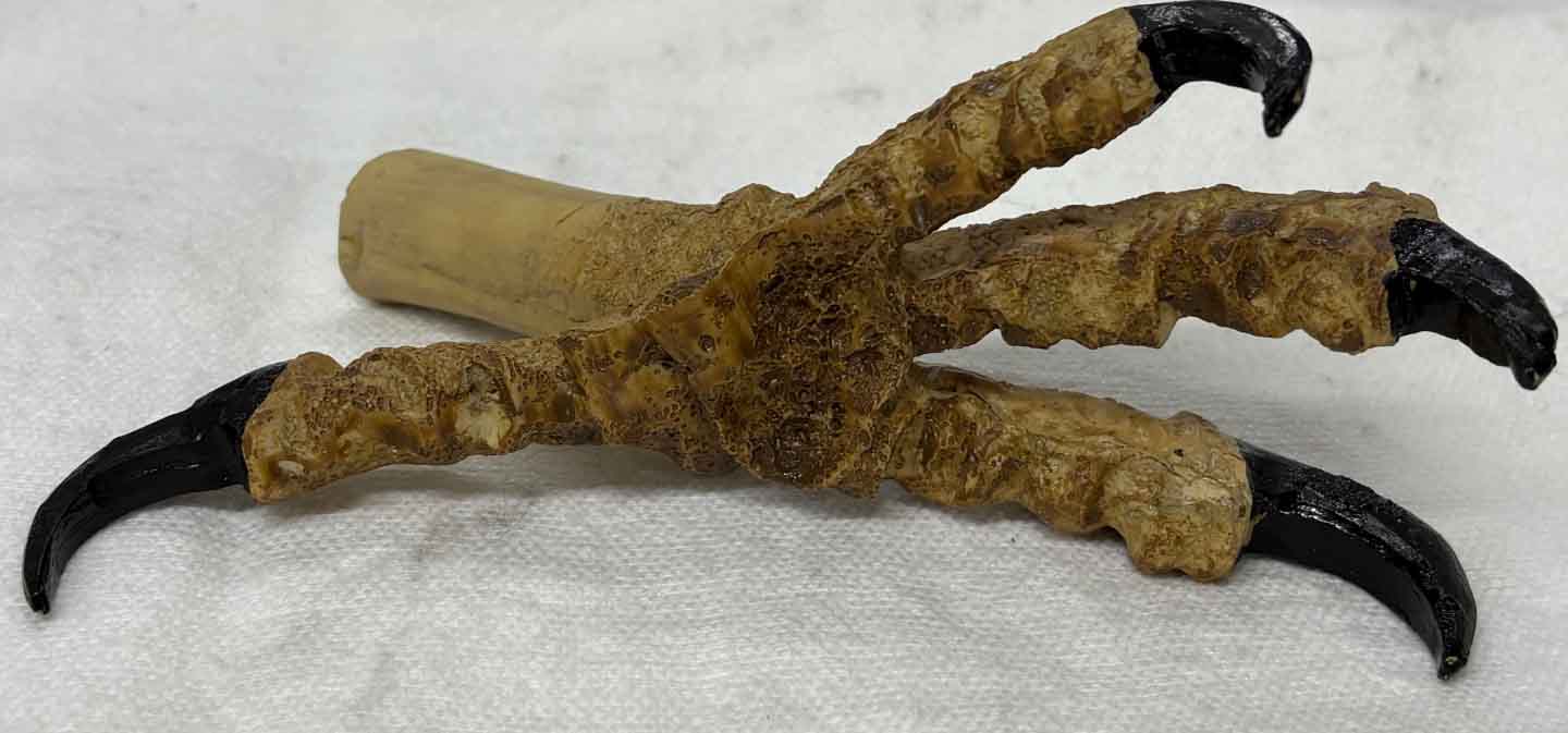 claw 1 pic 2