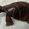 turtle medium