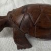 turtle small