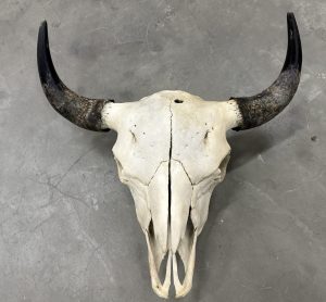 Buffalo Skull