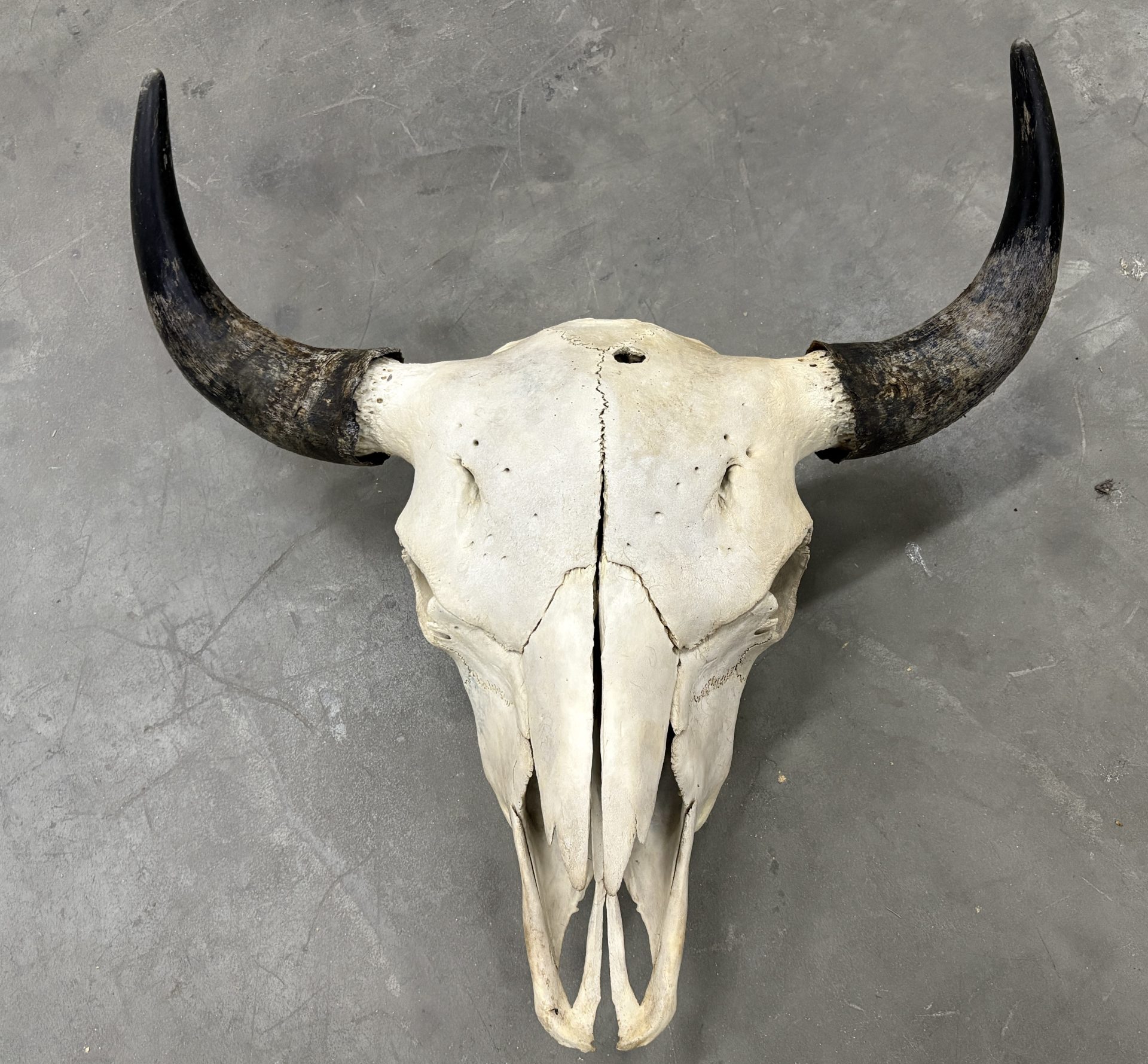 buffalo skull