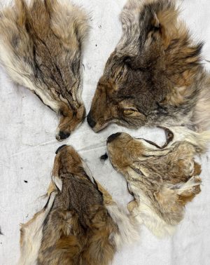 Coyote Face SPECIAL