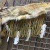 coyote quiver